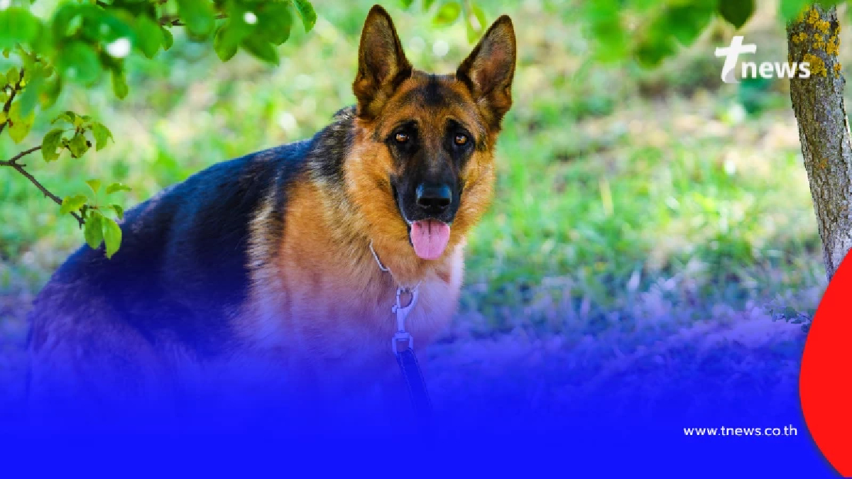 กรมควบคุมโรค เตือน โรคพิษสุนัขบ้า อย่าชะล่าใจ เปิดสูตร 5 ย. ป้องกันตัว