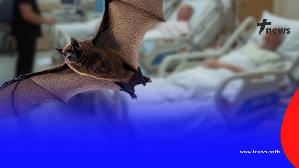 ความจริงเปิดเผยแล้ว หลังว่อนข่าว "ไวรัสนิปาห์" มีคนติดในไทย