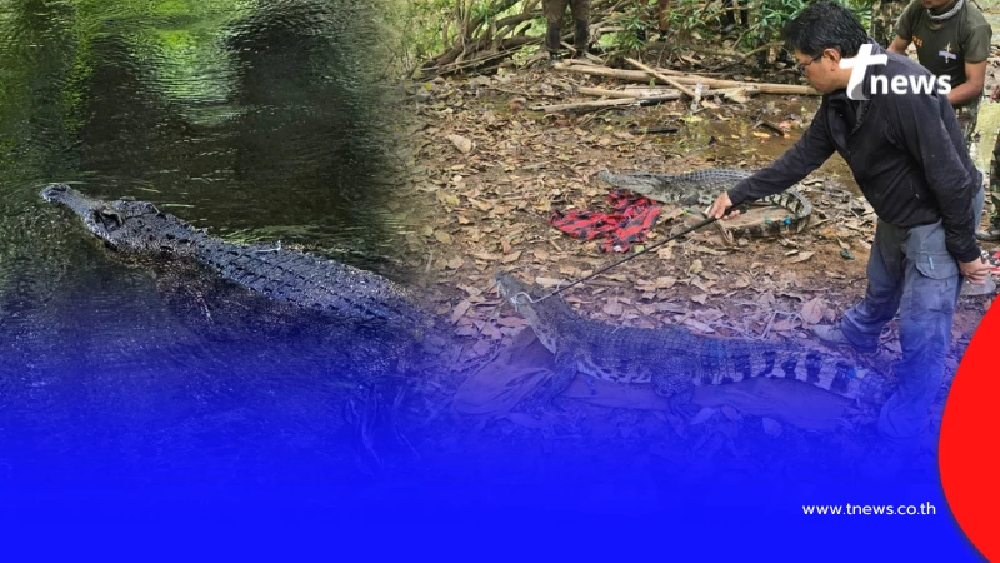 ปล่อย "จระเข้น้ำจืดไทยแท้" คืนแก่งกระจาน DNA ชี้บริสุทธิ์ 100%