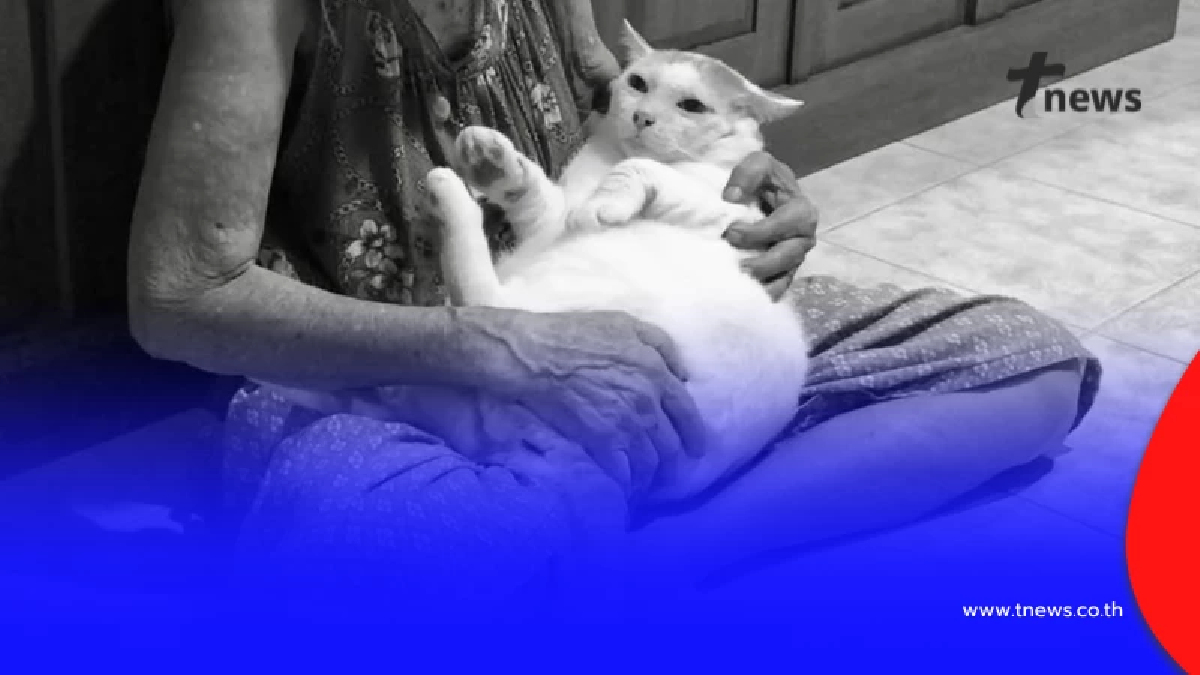 สุดเศร้า "แมวลุงจอน" จากเพจไอ้หนูของยาย กลับดาวแมวแล้ว