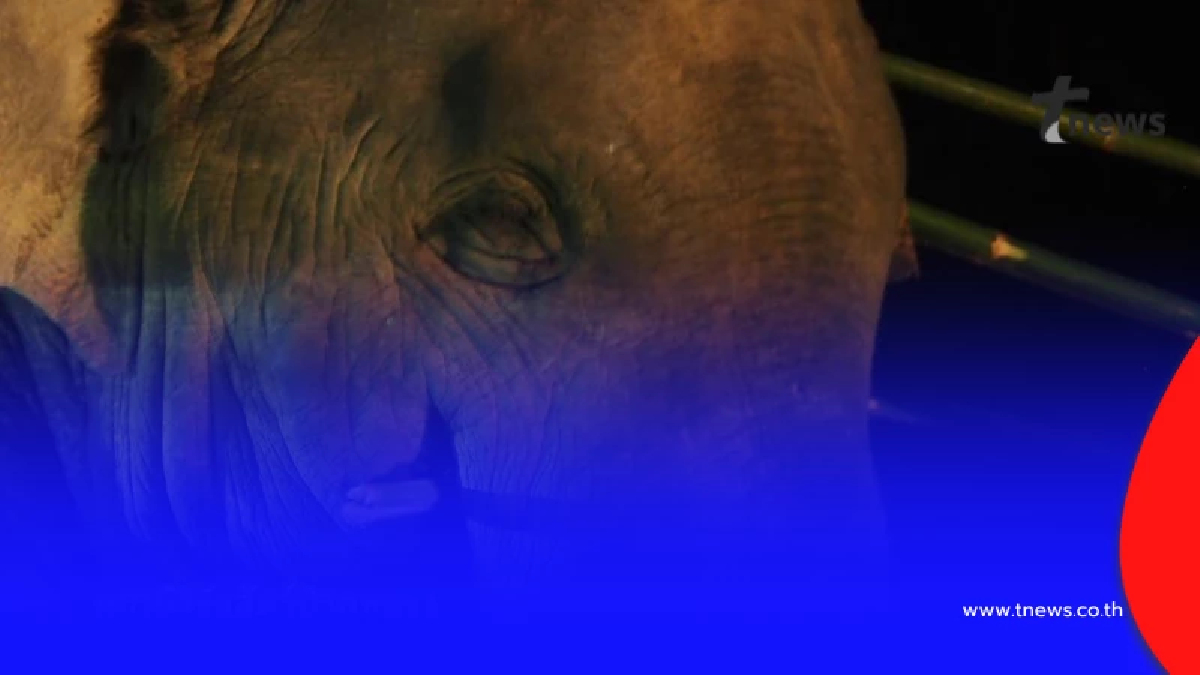 บีบหัวใจ "นักวิจัยช้างป่า" เผยความรู้สึก หลังสูญเสีย "หูพับ"