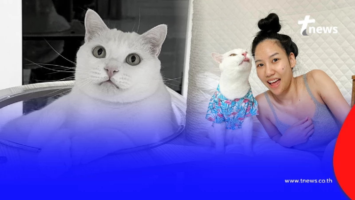 ใจสลาย "ไข่ขาวลูกแมร๊" เจ้าเหมียวอินฟลูฯดัง กลับดาวแมวแล้ว