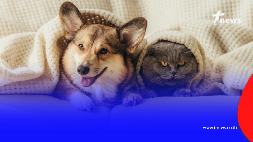 เช็ก กฎหมายใหม่คุมสัตว์เลี้ยง ทำร้ายสัตว์-ปล่อยปละ โทษหนัก