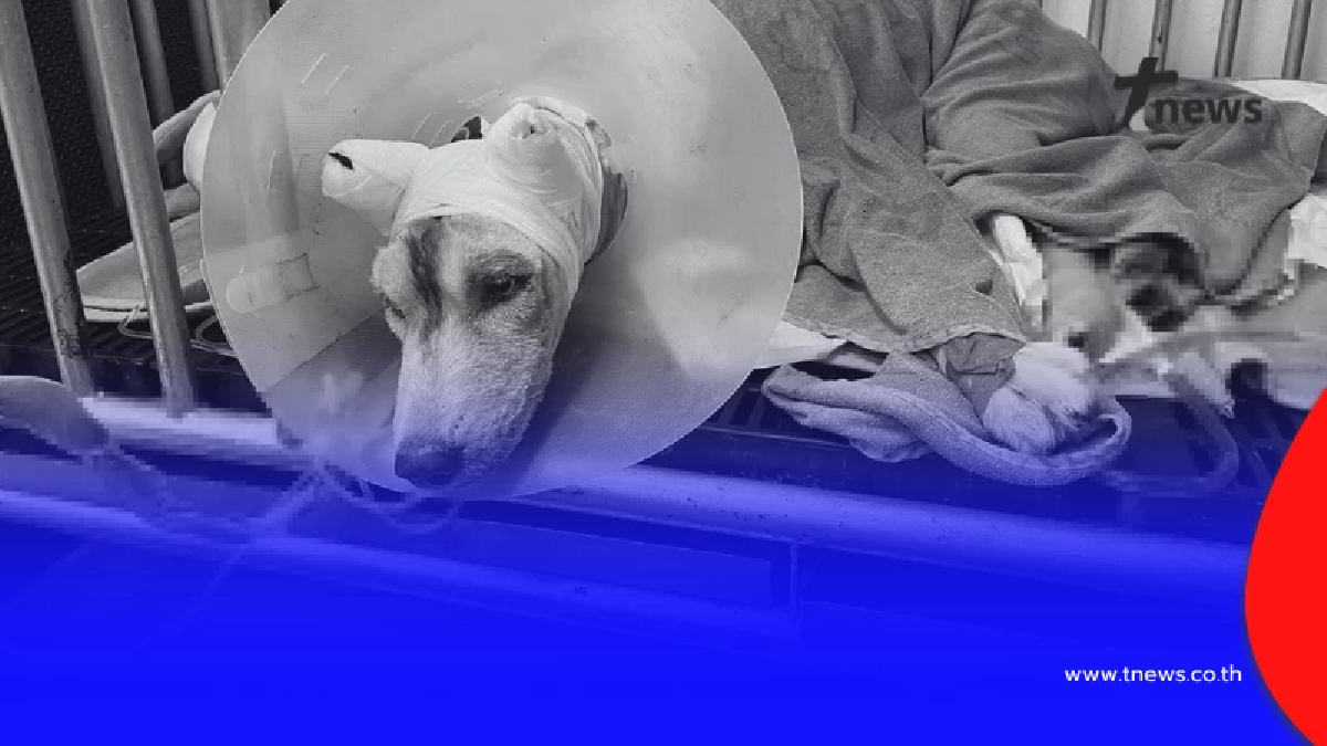 สารภาพแล้ว สาเหตุทำร้าย "น้องมอลลี่" สุนัขพันธุ์ไซบีเรียนฮัสกี