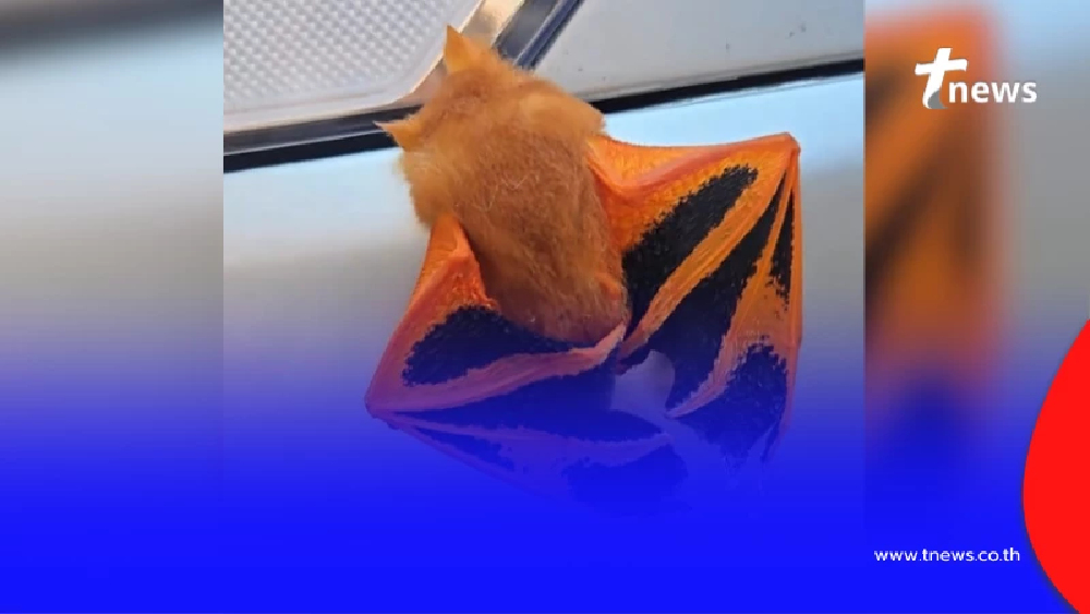 ส่องทะเบียนรถ สาวตกใจคิดว่าใบไม้ ดูใกล้ๆ เป็นสัตว์ใกล้สูญพันธุ์