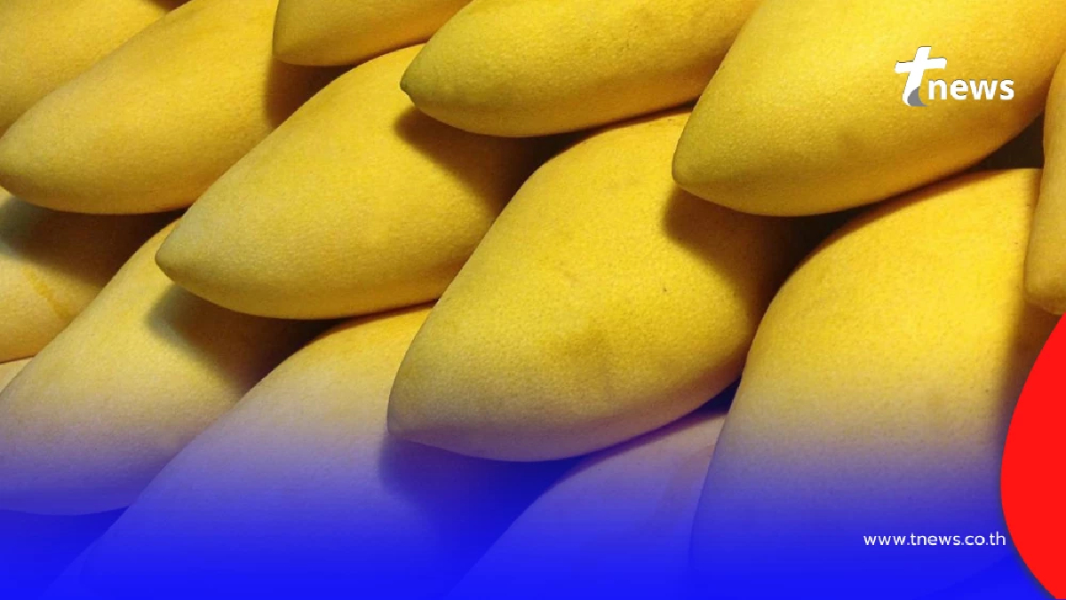 กรมทรัพย์สินทางปัญญาเปิดโผ Top 5 "มะม่วง GI ไทย" คุณภาพมาตรฐานโลก สร้างรายได้ยั่งยืนสู่ชุมชน
