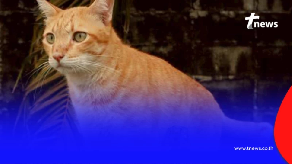 เจ้าของประกาศตามหา "ถุงทอง" ทุ่มรางวัล 1 แสน ขอให้พาน้องกลับบ้าน