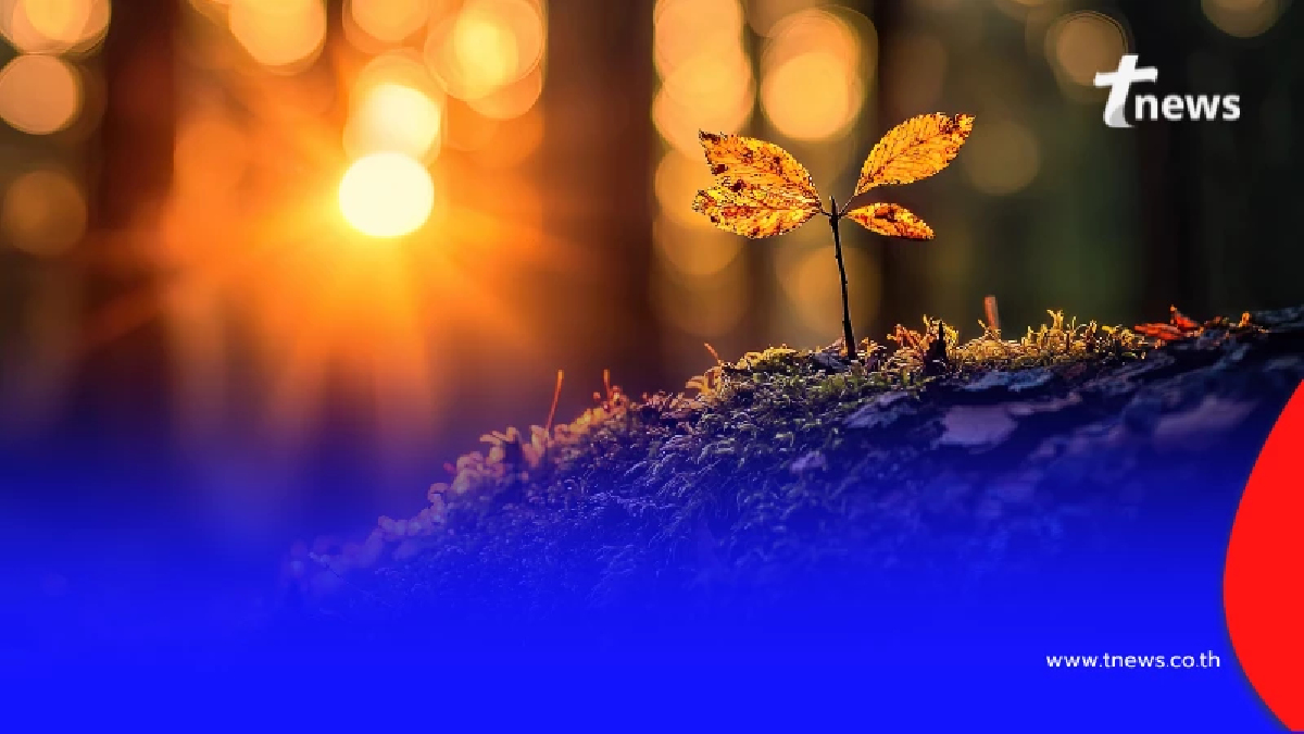 ครม. ไฟเขียว โครงการ ป่าไม้เพื่อชีวิต พลิกฟื้นผืนป่า 4 พื้นที่สำคัญทั่วไทย