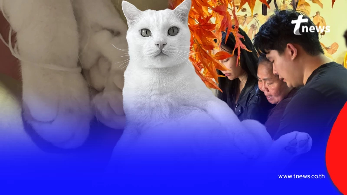 เปิดภาพสุดท้าย "ไข่ขาวลูกแมร๊" ส่งกลับดาวแมว หลับให้สบายนะลูก