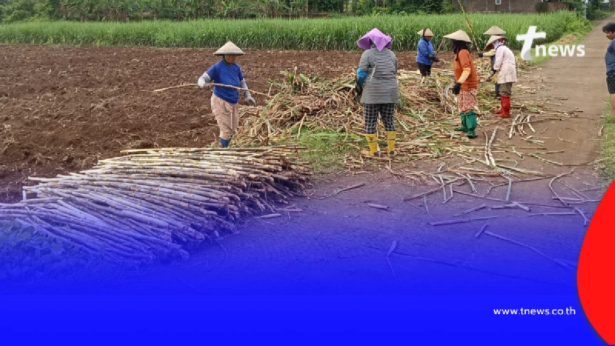 ครม. เคาะแล้ว ราคาอ้อยขั้นต้น ปี 68/69 ราคาเดียวเท่ากันทั่วประเทศ