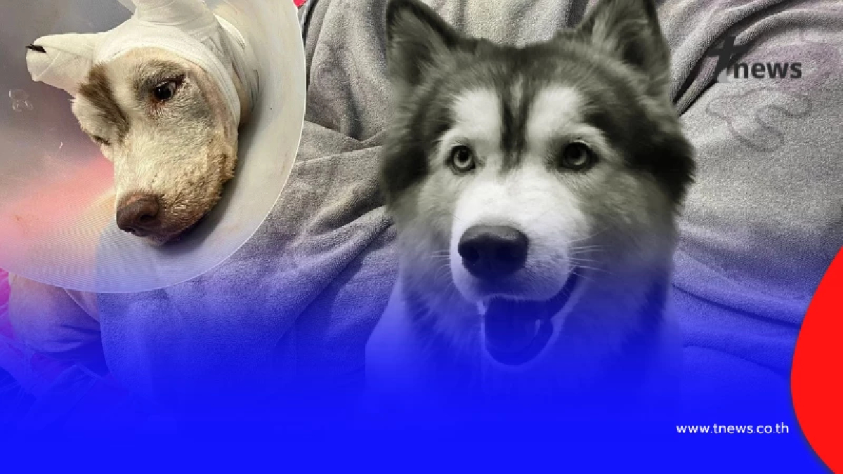 เจ้าของโพสต์เศร้า น้องมอลลี่ จากไปอย่างสงบ หลังปาฏิหาริย์ไม่มีจริง