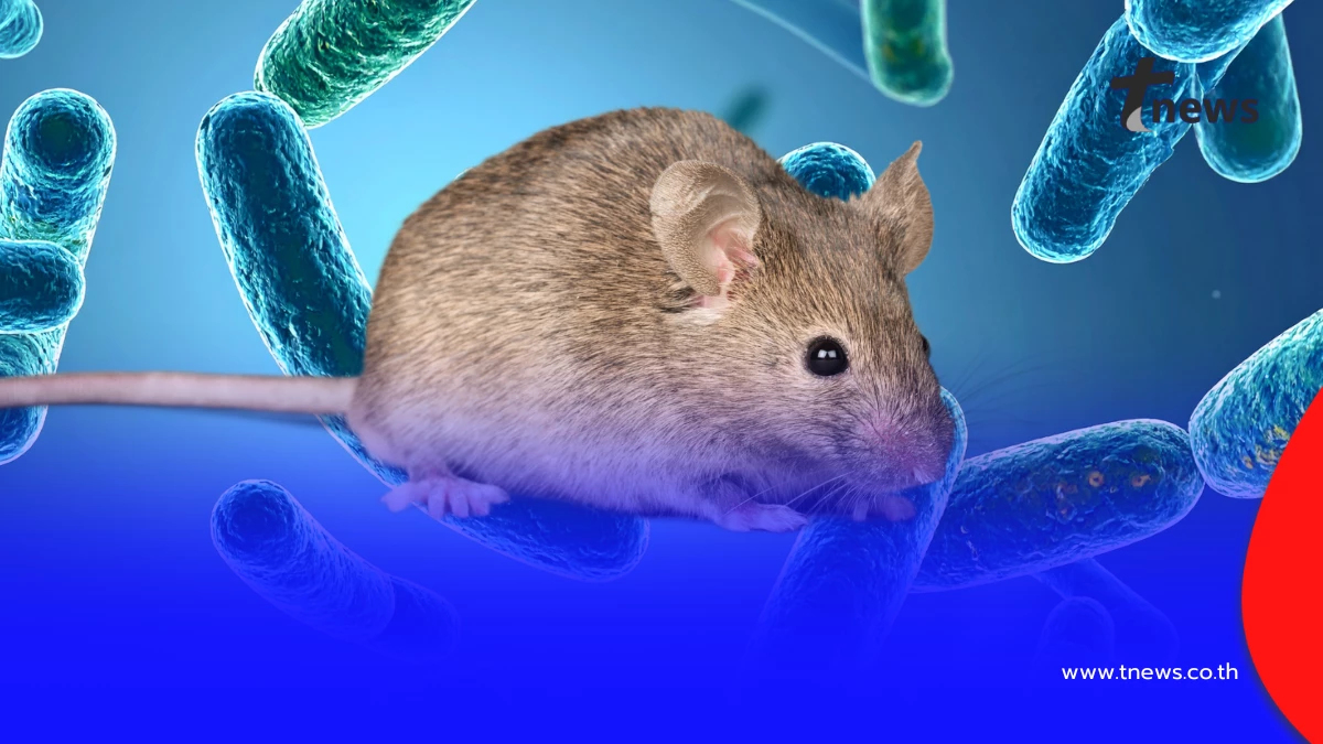 พบผู้เสียชีวิตจากฮันตาไวรัสครั้งแรกของปี 2026 สายพันธุ์จากหนู