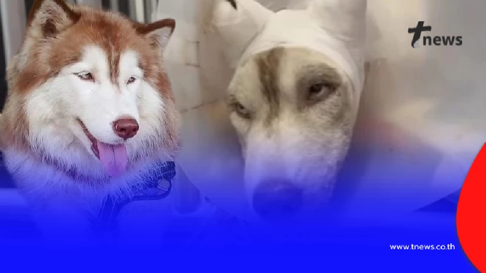 พบจุดราดน้ำมัน "เจ้ามอลลี่" ยิ่งจุกรู้นาทีก่อนเกิดเหตุทำอะไร