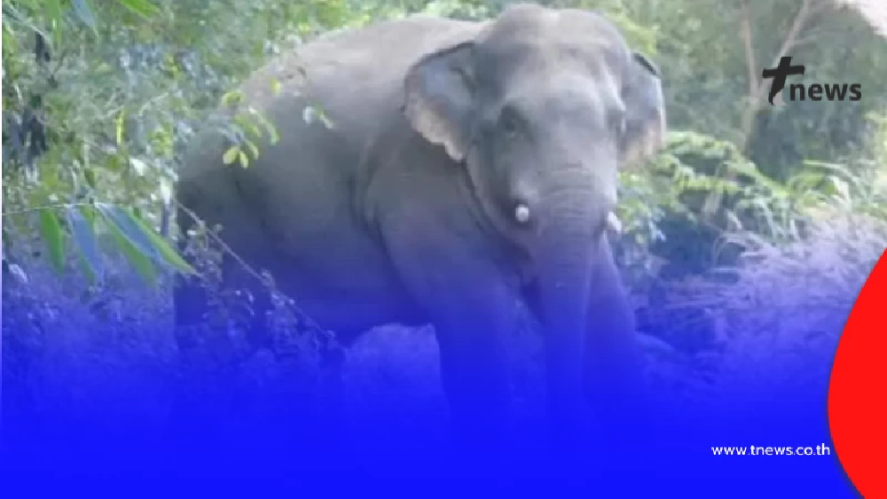 ชะตากรรมต่อจากนี้ "พลายอ้อยหวาน"ช้างป่าตกมัน หลังคร่าชีวิต นทท.