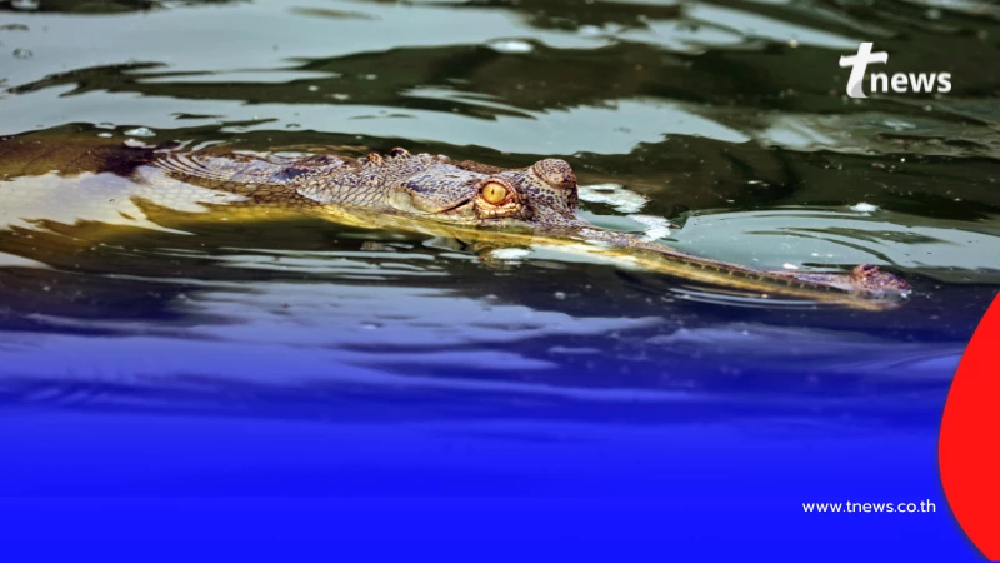 นาทีพบ ตะโขงตัวจริง กลางป่าตากใบ หลังเชื่อว่าสูญพันธุ์ไปแล้ว