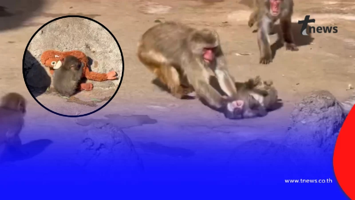 เปิดความจริง สาเหตุ "พันช์คุง" ถูกลิงโตเต็มวัยลากไปกับพื้น