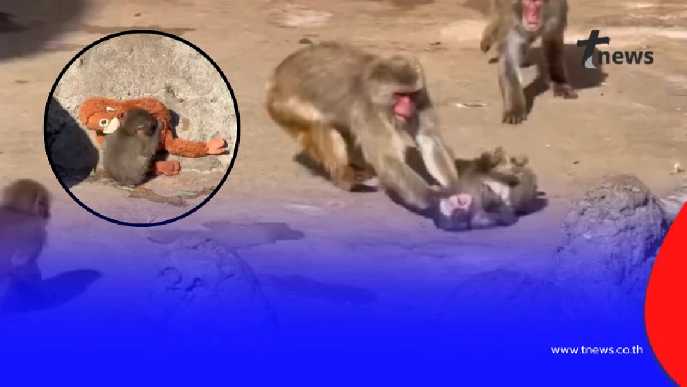 เปิดความจริง สาเหตุ "พันช์คุง" ถูกลิงโตเต็มวัยลากไปกับพื้น