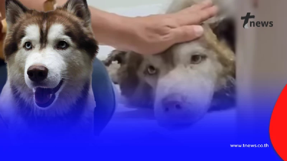 เจ้าของเศร้า ไซบีเรียนหายออกจากบ้าน ตามเจอเห็นสภาพแทบล้มทั้งยืน