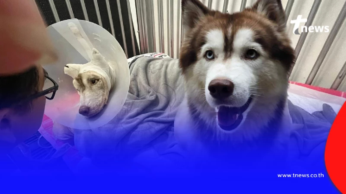 เปิดค่าหัวล่าคนใจยักษ์ ทำ "น้องมอลลี่" ไม่หมดหวังตามตัวรับกรรม