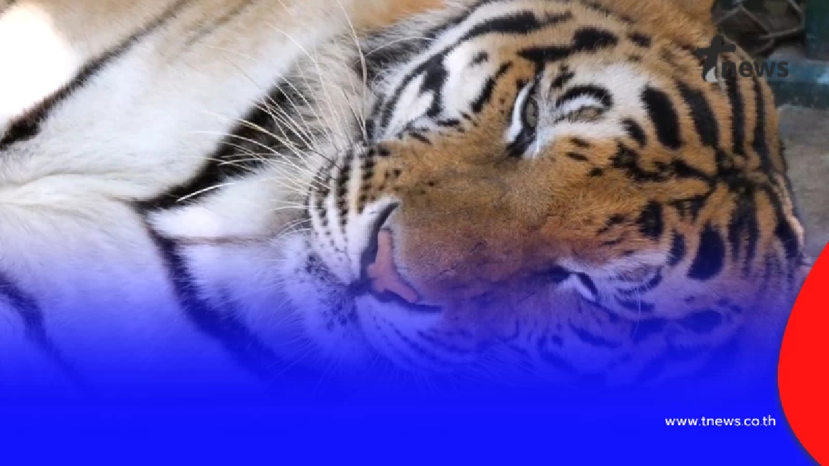 รู้แล้วสาเหตุ เสือโคร่ง 72 ตัว ดับปริศนาในคุ้มเสือ จ.เชียงใหม่