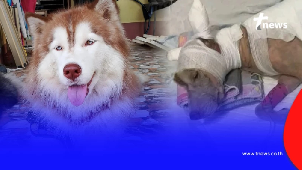 ในหลวง ร.10 ทรงพระเมตตารับ "น้องมอลลี่" ไว้ในพระบรมราชานุเคราะห์