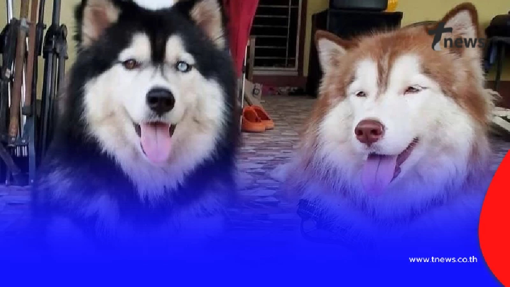 ชาวบ้านเผย ยิ่งจุดอก พฤติกรรม "เมสซี่" หลังเห็น "มอลลี่" บาดเจ็บ