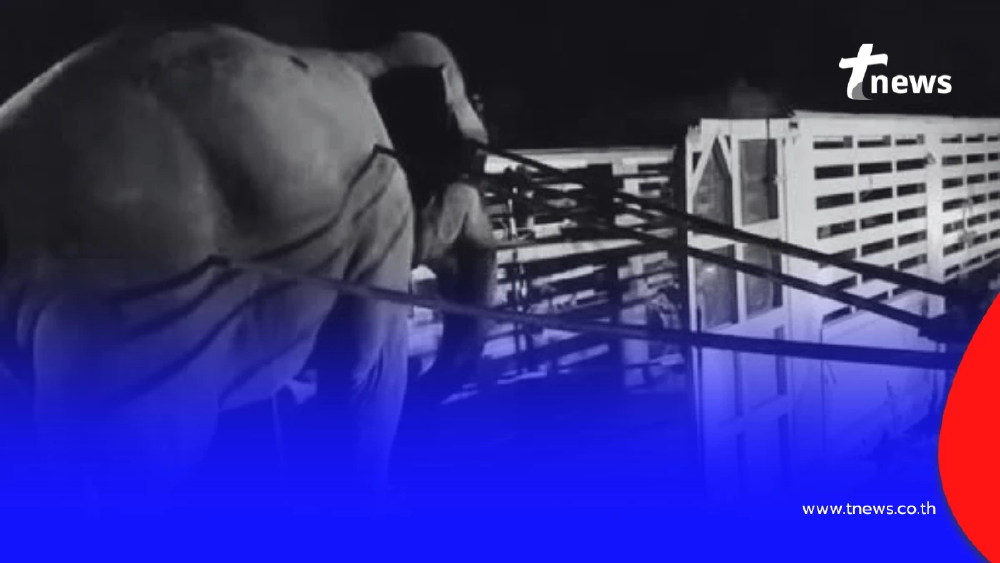 "สีดอหูพับ" ดับ ระหว่างเคลื่อนย้าย ภารกิจใหญ่จบลงด้วยความเศร้า