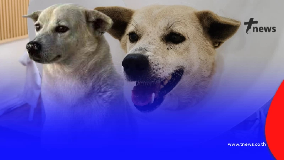 แฉสนั่น ส่งหมารักษามะเร็งคลินิกเอกชน สุดท้ายโผล่คอกพักพิงหมาจร