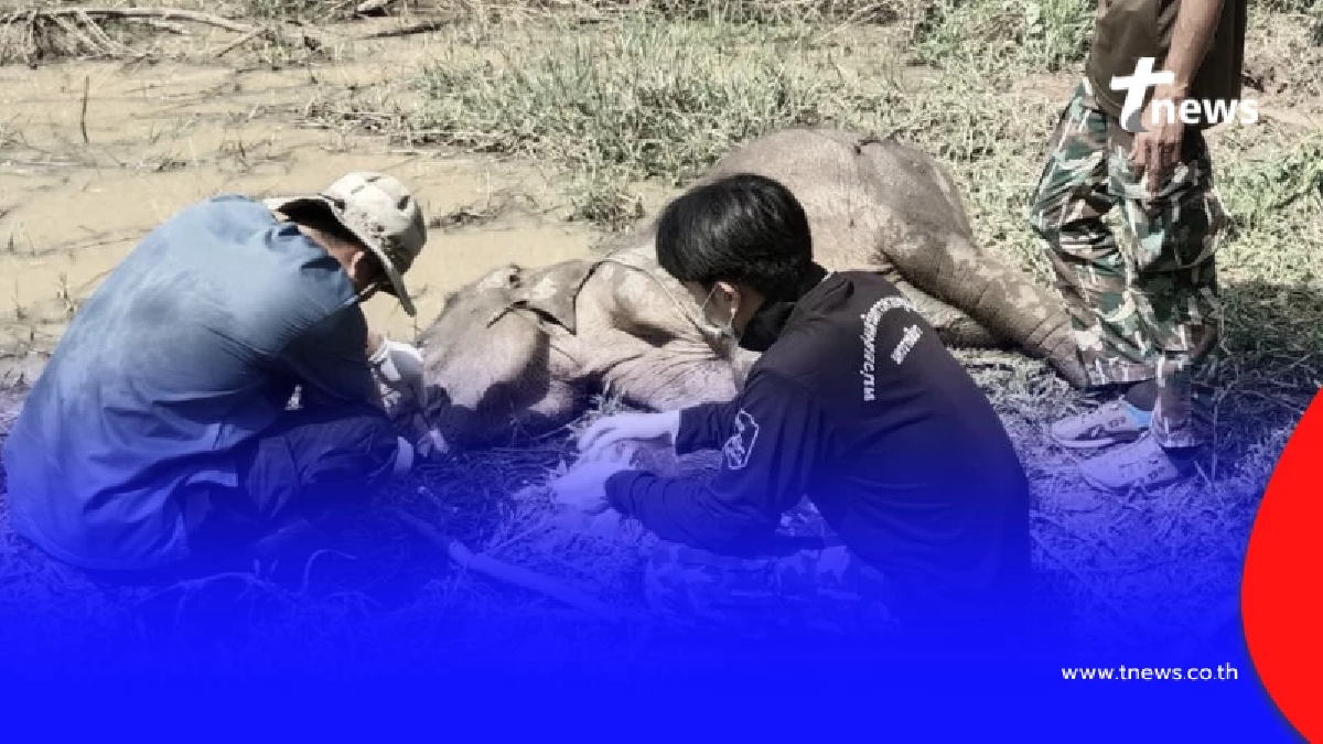 สลดหนัก ลูกช้างป่าติดบ่วงมรณะ กับดักคนคร่า 1 ชีวิตกำลังเติบโต