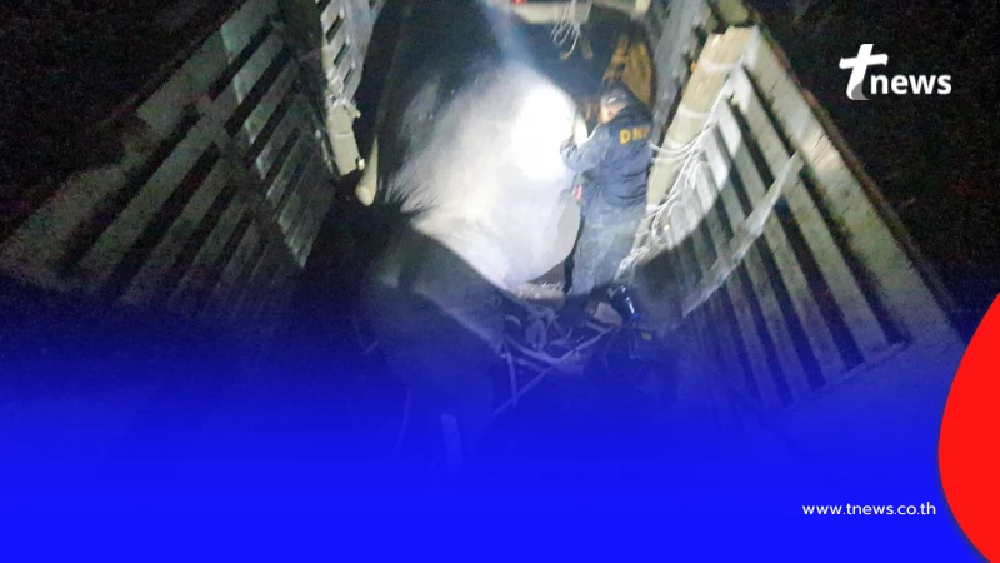 กรมอุทยานฯ แจงแล้วสาเหตุ "สีดอหูพับ" ล้มกะทันหันขณะเคลื่อนย้าย