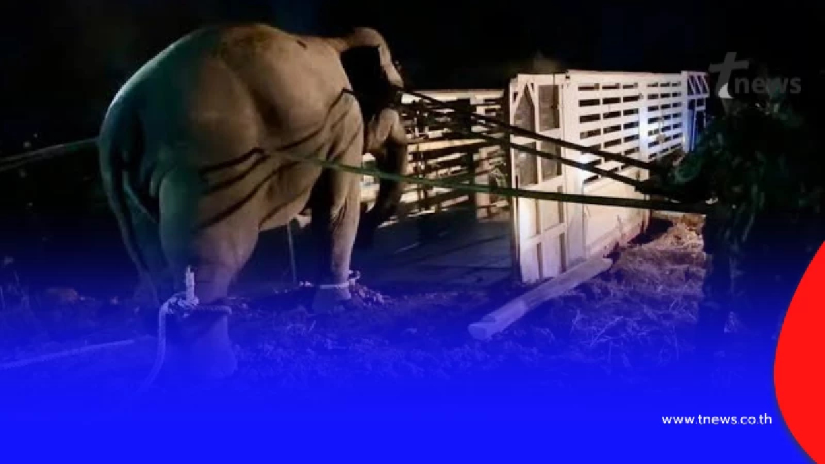 เพจดัง เปิด ตรง ๆ 9ข้อ เรื่อง "ช้างสีดอหูพับ" ทำคนแชร์สนั่น โซเชียล