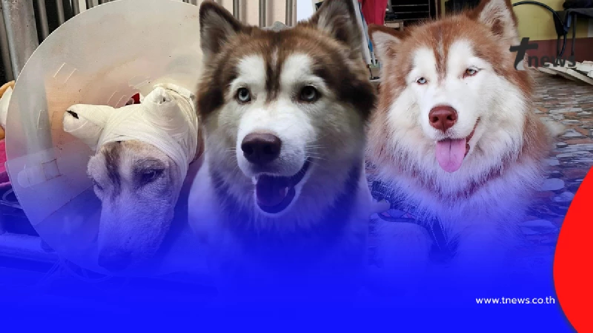 เจ้าของ ฟาดกลับเพจปั่นดราม่า "มอลลี่" อาการล่าสุดน้องสู้มาก