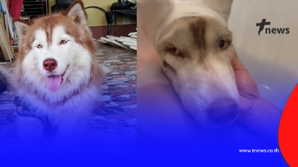 รู้ตัวผู้ต้องสงสัยแล้ว คนทำร้าย "มอลลี่" อาการล่าสุดยังน่าห่วง