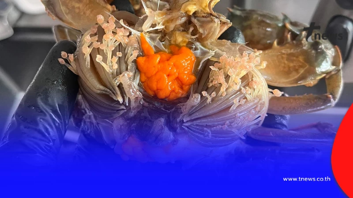 รู้แล้ว "ตัวอะไรอยู่ในปู" หลังโซเชียล สยองหนัก ล่าสุด มีคนเฉลยชัด