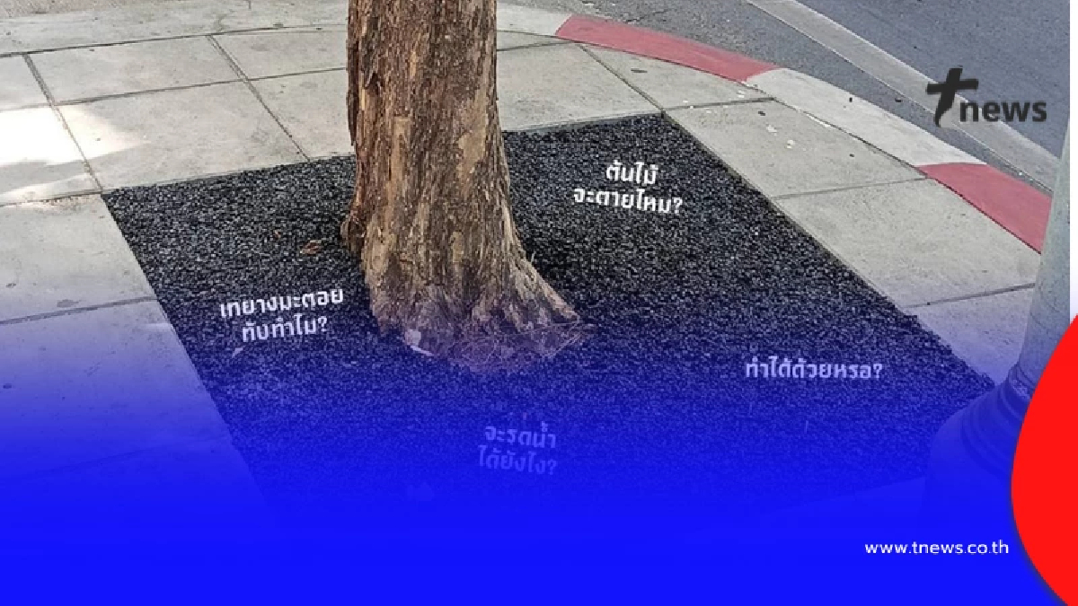 กทม. เฉลยเอง ถึงว่า ทำไมเอา "ยางมะตอยมาเททับต้นไม้" ถึงบางอ้อเลย