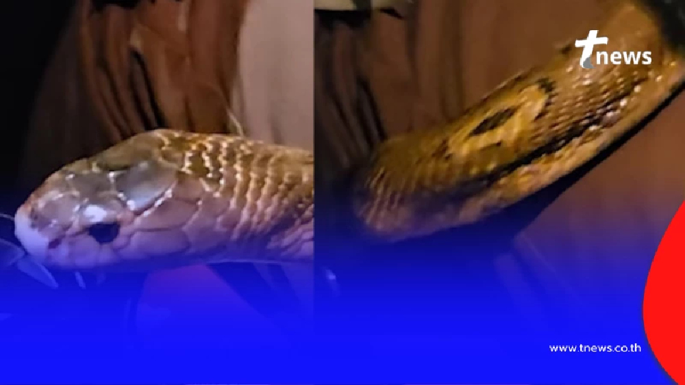 นาทีระทึก นิค อสรพิษ เจองูหลุดเข้ามาในรถ ชาวเน็ตโฟกัสป้ายทะเบียน