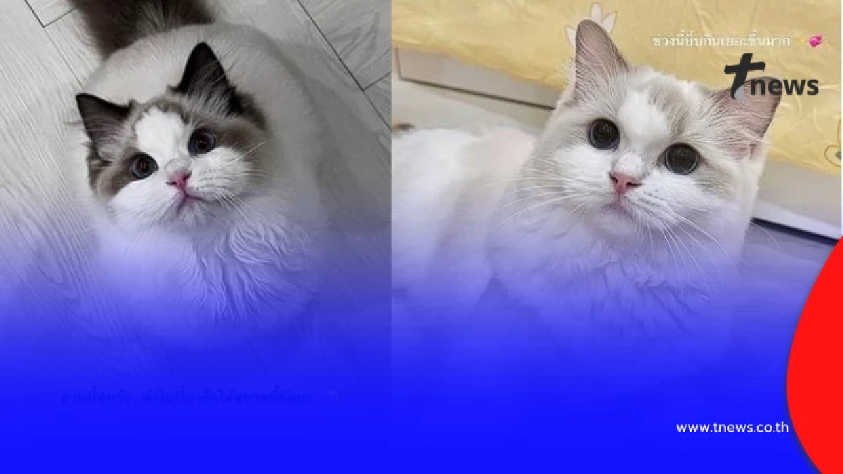 ฮือฮา ฟ้องเรียกแมวคืน มูลค่าเกือบ 6.4 แสน ชาวเน็ตแห่คอมเมนต์สนั่น