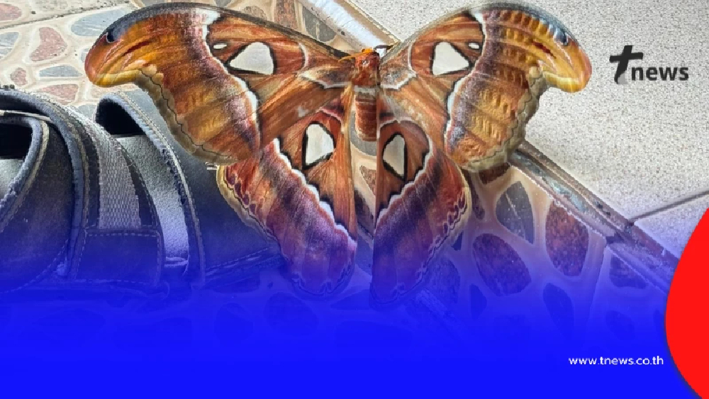 โชคดีมาก หนุ่มเจอ "ผีเสื้อกลางคืนที่ใหญ่ที่สุดในโลก" ในไทย