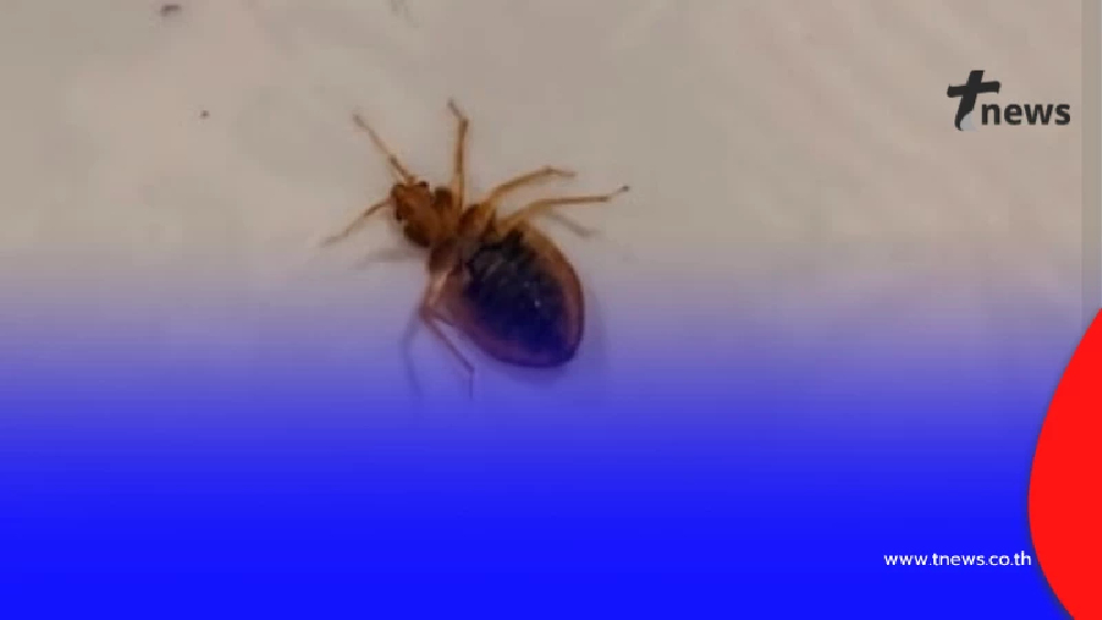 ขนลุก หนุ่มเจอแมลงบนที่นอน ชาวเน็ตฟันธง งานนี้เรื่องใหญ่