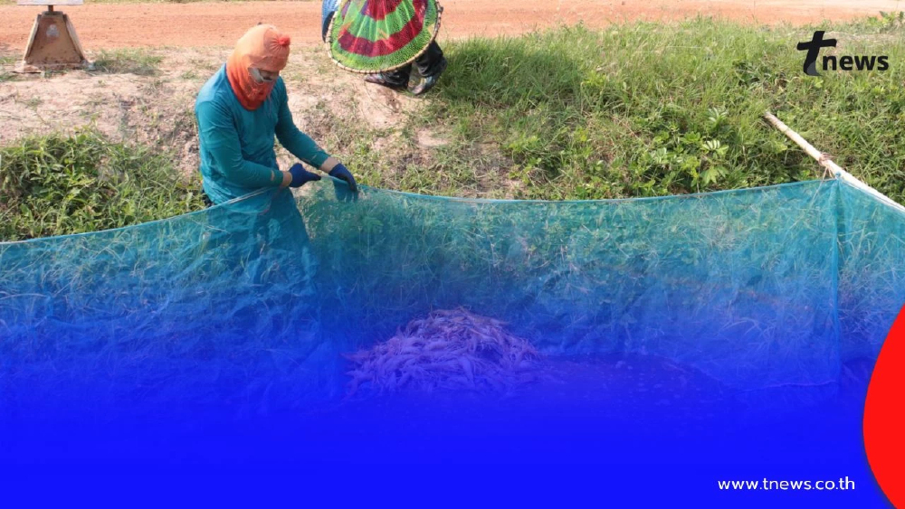 กาฬสินธุ์อ่วม! น้ำมันขาดแคลน กระทบธุรกิจขนส่งกุ้ง ยอดขายดิ่ง