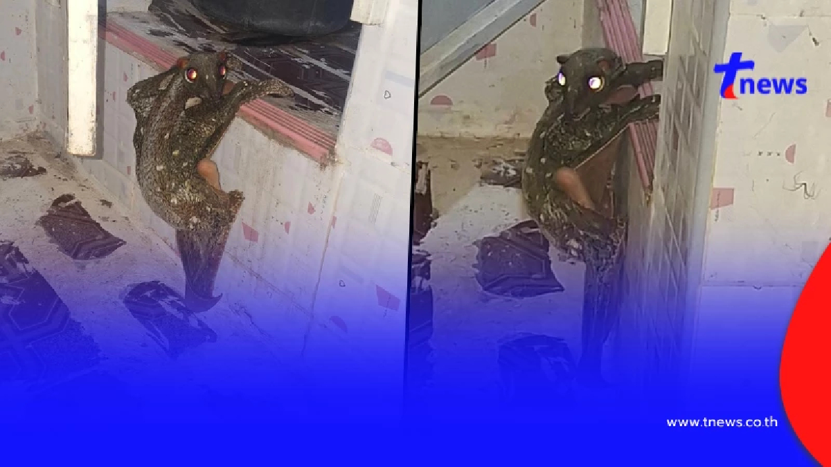 หนุ่มโพสต์ถาม "นี่ตัวอะไร" สุดท้ายรู้ความจริง ทำคนแชร์สนั่น