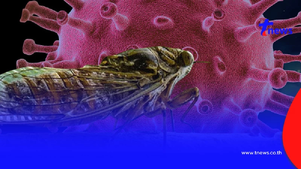 ชัดแล้ว "โควิด Cicada" ติดผ่านทาง จักจั่น-จิ้งหรีด จริงหรือไม่