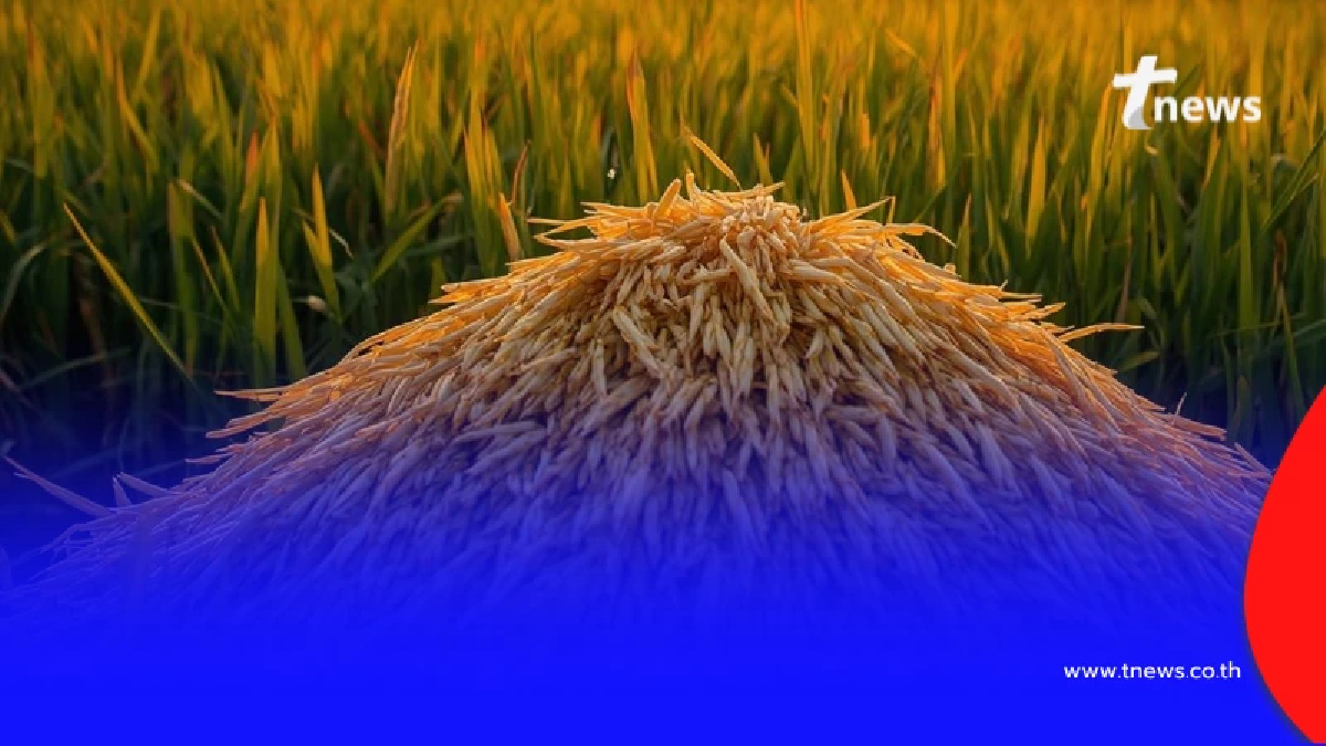 ข้าวอินทรีย์ไทยกระฉูด ครองแชมป์ส่งออกจีน ยอดพุ่ง 334%