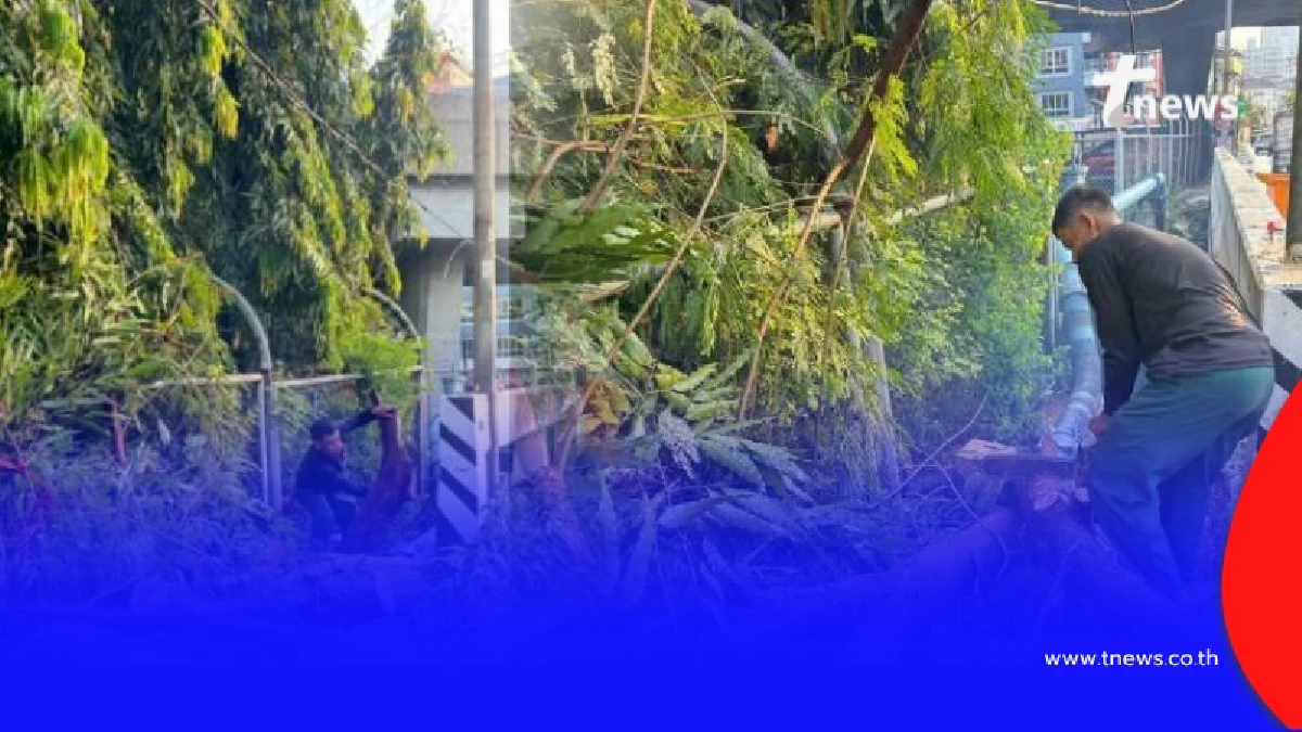 สุขุมวิท 50 ต้นไม้ล้มขวางทาง ล่าสุดเขตคลองเตยรุดเคลียร์