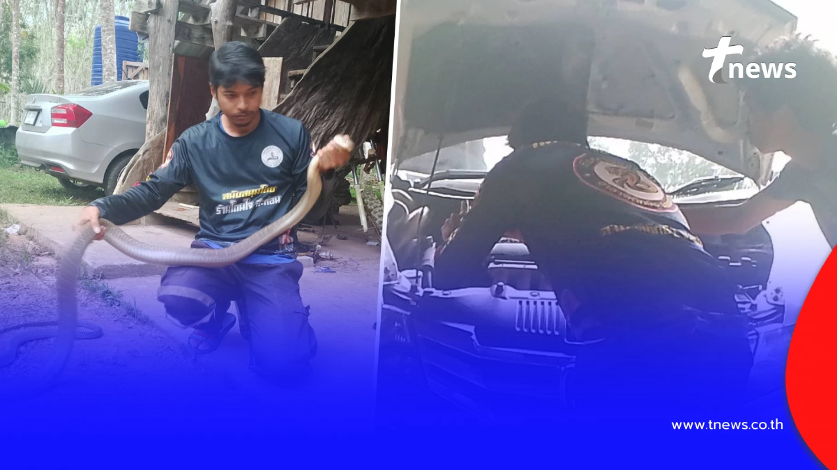 เปิดเลขทะเบียนรถ งูจงอางตัวใหญ่ แอบซุกห้องเครื่องรถเก๋ง