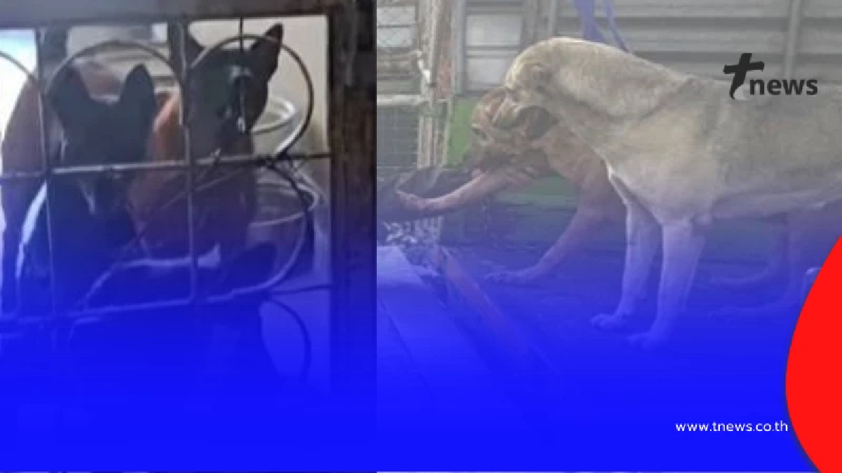 ความจริงอีกด้าน ป้าเลี้ยงหลังอาน 78 ตัวในคอนโด สงสารน้องหมามาก