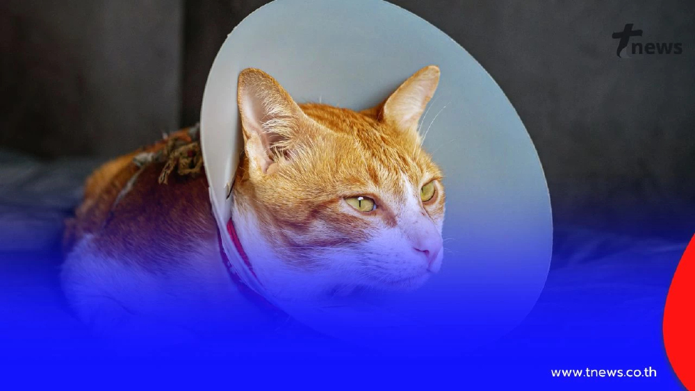 อุทาหรณ์! สัตวแพทย์พบแมวปอดอักเสบ คาดได้รับควันพอตจากเจ้าของ