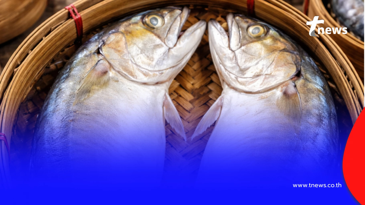 หมอแนะเอง 5 ปลาทะเลไทย โอเมก้า-3 สูง ลดไตรกลีเซอไรด์ ดูแลหัวใจ