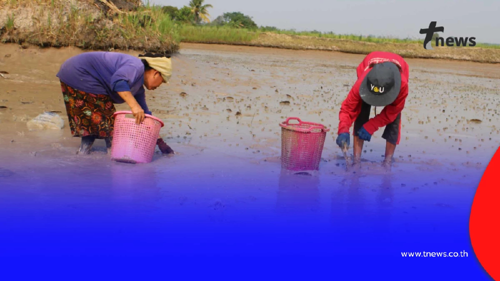 วิกฤตน้ำมันแพทำพิษ! ชาวนากุ้งกาฬสินธุ์อ่วม จี้รัฐเร่งแก้ไข