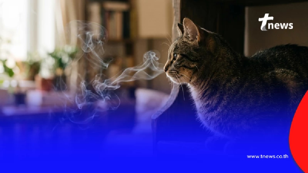 เตือนภัย แมวปอดอักเสบ เพราะเจ้าของดูดพอต แนะจุดสังเกตเบื้องต้น